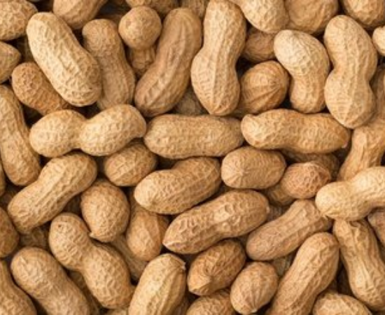 Groundnutpeanuts